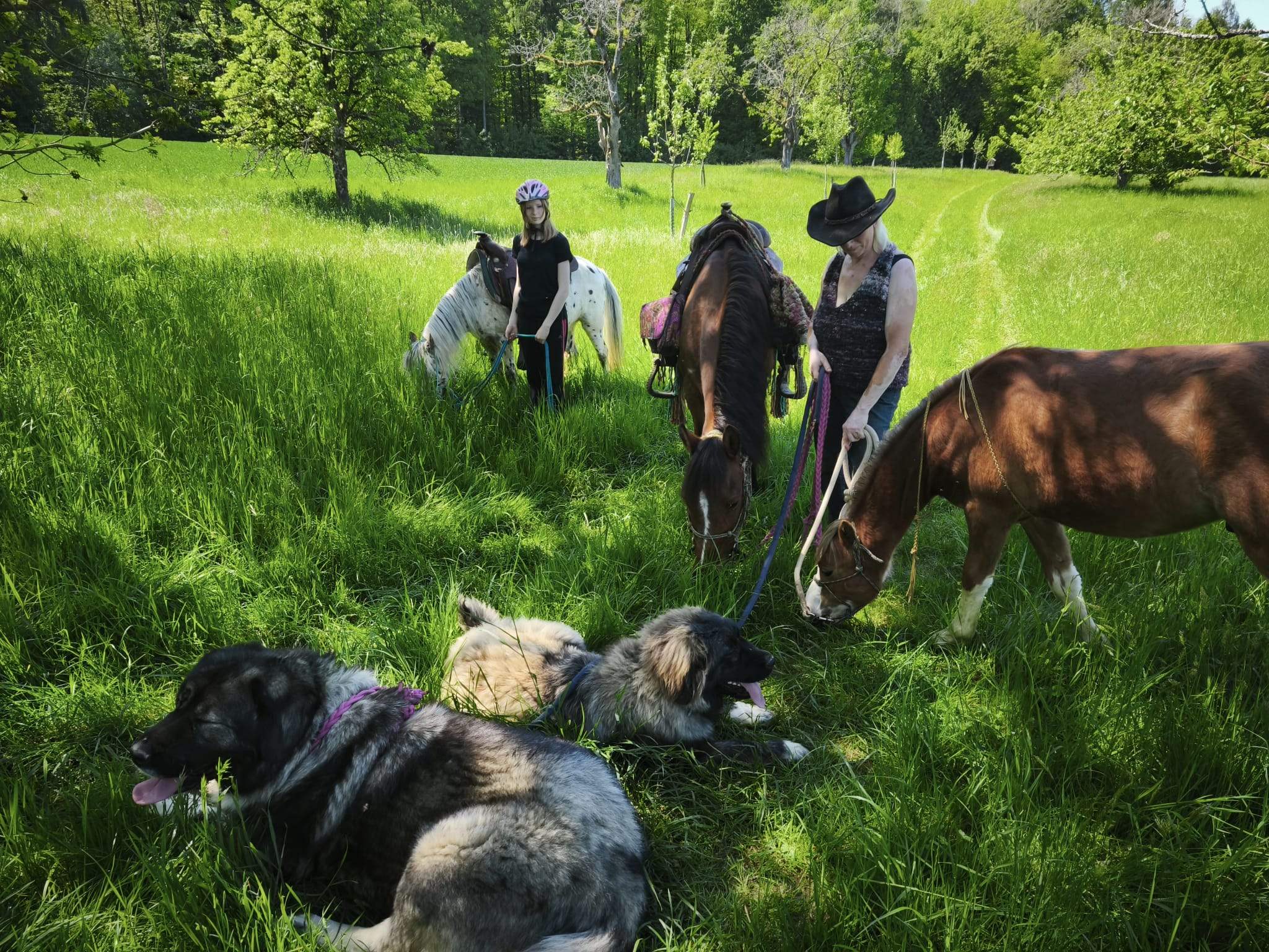 Mehrere Menschen arbeiten gemeinsam mit Pferden, Ziegen und Hunden auf einer Wiese. Die Tiere helfen bei der Pflege der Landschaft. Die Stimmung ist ruhig und gemeinschaftlich.